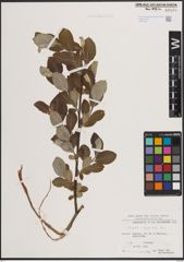 Foto von Salix caprea L.